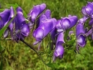 ����ͷ����Щ��Ч ����ͷ�������׶�