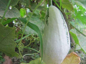 ������ðҪע�����ʳ���� ������ð��Щʳ��ǧ���ܳ�