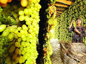 �������Ѹ�����Щ��Ч �������Ѹɿɰ�����������