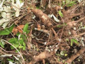 ����ذ׵Ĺ�Ч���� ����ذ���С������