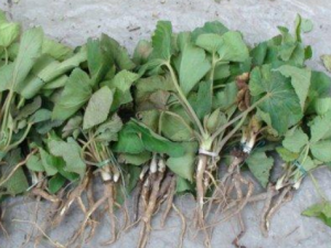 ���������Щ��Ч ��������˷��ð