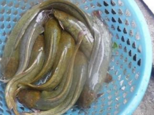 ��ʭ��Ĺ�Ч���� ��ʭ������ϥ��ʹ