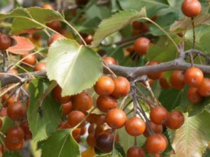 ����Ĺ�Ч���� ����ɬ���ο���