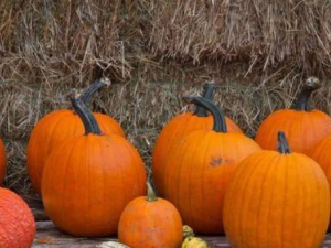 ���ϹϵĹ�Ч���� ���Ϲ���֧��������