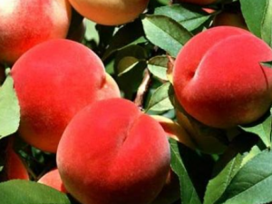 �Ҿ���Ƥ�Ĺ�Ч���� �Ҿ���Ƥ����ʹ����