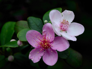 ҽﻨĹЧ ҽﻨην˿Ѫ