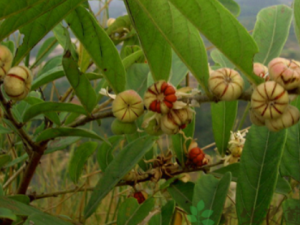 ������Ҷ�Ĺ�Ч���� ������Ҷ��Ƥ������