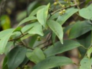 ����ľ����Щ��Ч ����ľ����ɱ���ο�ǻ��