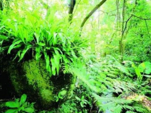 ����ľ�Ĺ�Ч���� ����ľ�η�ʪ�Թؽ���