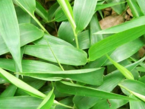 ����ӵĹ�Ч���� ������η����ķ��ڿ�