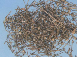 �ܲ���ԭ�� �ܲ�����ҽ����ƫ��