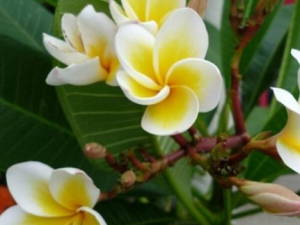 ��ܰ���Ĺ�Ч���� ��ܰ����������ʹֹ������ʹ