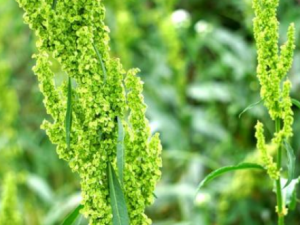 ��ģ����Щ��Ч ��ģ����Ѫ