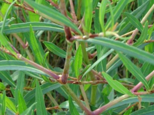 �᲻������Щ��Ч �᲻������к��ʹ