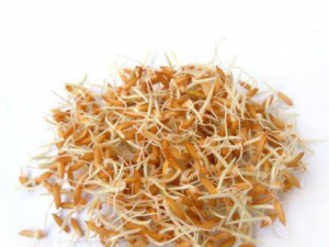 ��ѿ�Ĺ�Ч���� ��ѿ��Ƣ��ʳ��ʳ������