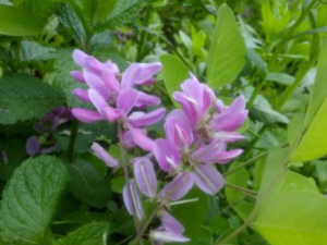 ��ľ���Ĺ�Ч���� ��ľ���κ�������