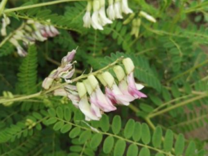 �ջ�������Щ��Ч �ջ����δ��ײ�����͸