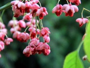 ˿��ľ����Щ��Ч ˿��ľ��ϥ�ؽ�����