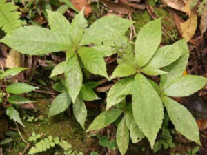 ���������Щ��Ч �������һ�ж��߻��Ȯҧ��