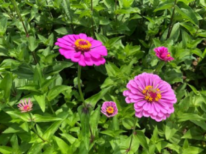 ̫�׻�����Щ��Ч ̫�׻��θ�Ѫѹ֢