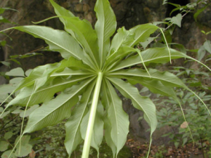 ̫��������Щ��Ч ̫�������Ļ��ķ�