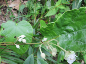 ̫ƽݮ����Щ��Ч ̫ƽݮ�θ��˲���ʹ