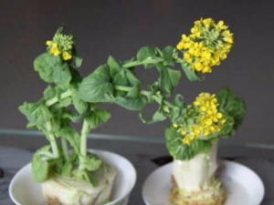 ݿ�ӵĹ�Ч���� ݿ���ξ�������