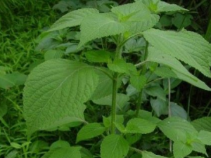 ��Щ�в�ҩ�з�ɹ���׹�Ч С���Ƽ�һЩ��ɹ�����в�ҩ