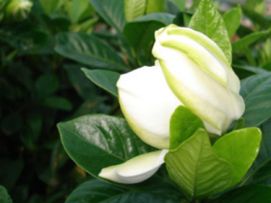 ˮ������Щ��Ч ˮ����Ť��