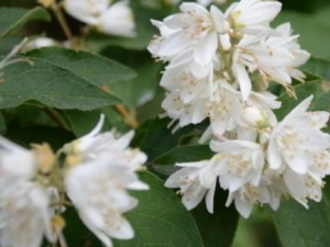 ����Ĺ�Ч���� �����θ����½���ʮ����