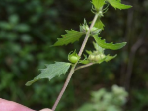 �����Ĺ�Ч���� ����������ˮ��