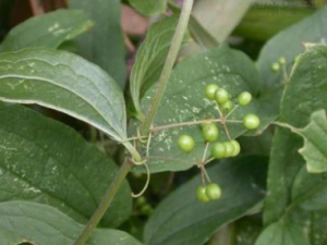 ˳��ľ�Ĺ�Ч���� ˳��ľ�η�ʪ