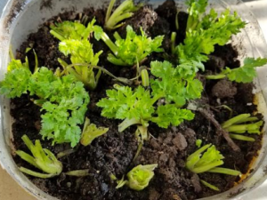 ˯˸ЩЧ ˯˸ʪηʪʹ