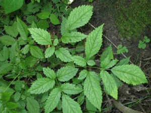 ����������Щ���� ������ɻ�Ѫֹʹ����ʪ