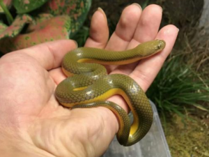 ˮ������Щҩ�ü�ֵ ˮ����������֫����