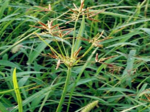 ˮɯ������Щ��Ч ˮɯ��������������