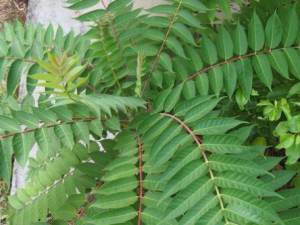 ����Ƥɢ�Ĺ�Ч ����Ƥɢ���ξ�Ѫ����ҹ��ֹ