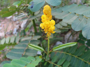 ������������Щ��Ч �����������������Ѫ�����