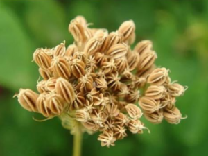 ��ҩ�ߴ�������Щ��Ч ��ҩ�ߴ����������ݷ�������