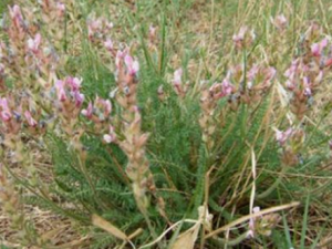 ˫ݵĹЧ ˫ηʪԹؽʹ