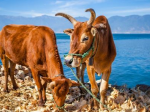 ��ҩ�е��ؿ�ζ ����֪����