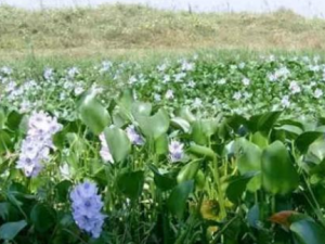 ˮ��«������Щ��Ч ˮ��«������в����