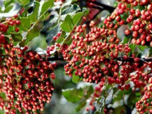 ˮ���۵Ĺ�Ч ˮ�������������ι���