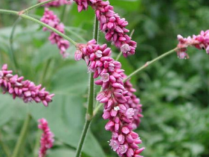 ˮ컨ӵĹЧ ˮ컨θƦ