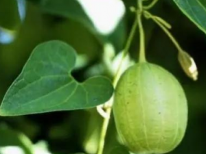 ��������Ĺ�Ч ����������������������