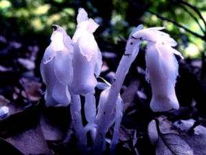 ˮ��������Щ��Ч ˮ�����ɲ����������