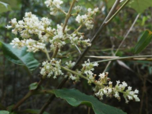 ˮ�����Ĺ�Ч ˮ�����ε�������