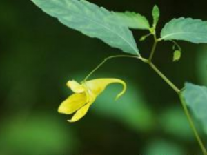 ˮ���Ĺ�Ч ˮ���ϴʪ�Ƚ����ʹ