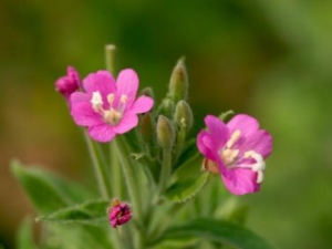 ˮ�ӹǵ��Ĺ�Ч ˮ�ӹǵ����¾�����