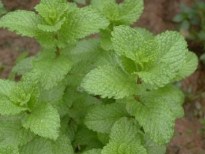 ˮ����Ĺ�Ч ˮ���㽡Ƣ��ʪ��ˮ��